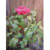 imageLuster Leaf 971 12 Round Grow Through Grid w 18 legsDouble Ring